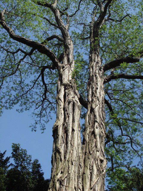 Robinia pseudoacacia ecorce